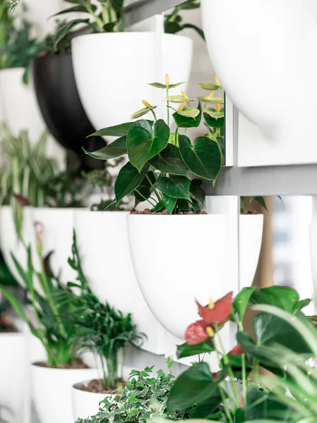 Hovedbilde Verti Copenhagen Vertiplants veggpotte 30x30, hvit