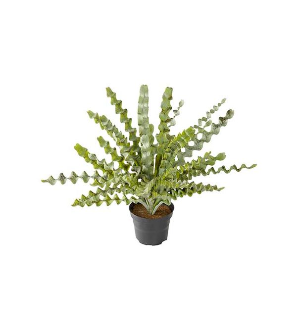 Hovedbilde Mr Plant Asplenium Bregne Potteplante